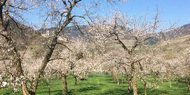 Marillenbäume in der Wachau vor der Hauptblüte