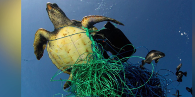 Meeresschildkröte mit Müll