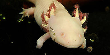 Molch Axolotl