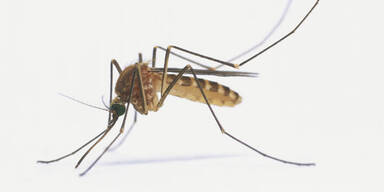 Killermücken sorgen weiterhin für Todesfälle im Urlaubsparadies