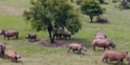 Naturschutzorganisation kauft die weltgrößte Nashornfarm in Südafrika