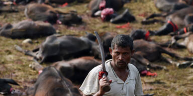 250.000 Büffel geschlachtet