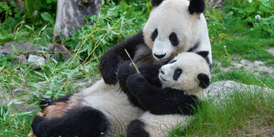 Seit 20 Jahren leben Pandas im Tiergarten Schönbrunn