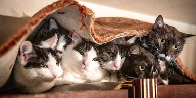 47 Katzen aus 50-Quadratmeter-Wohnung in Wien gerettet