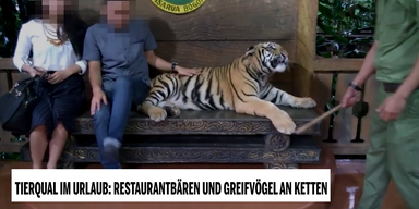 Restaurantbären und Greifvögel an Ketten