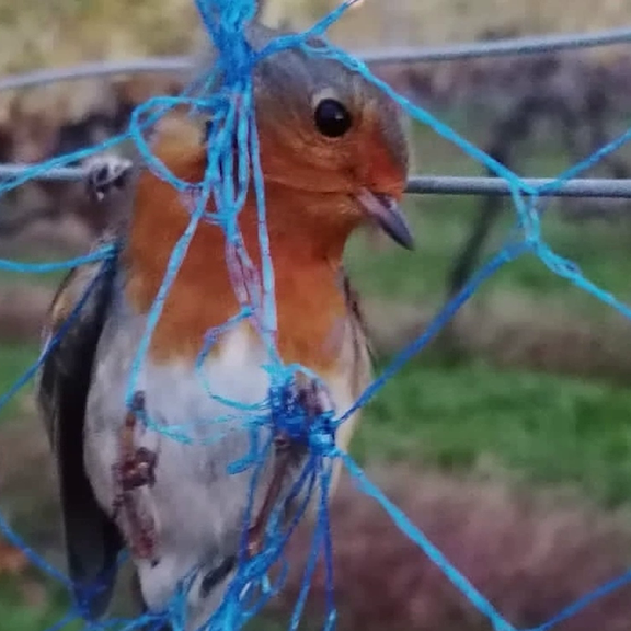 Skandal: Winzer lässt hilflose Vögel in Netzen sterben