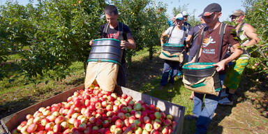 Apfelbauern mit der Ernte