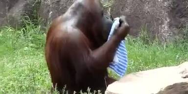 Menschlicher Orangutan ist Youtube-Hit