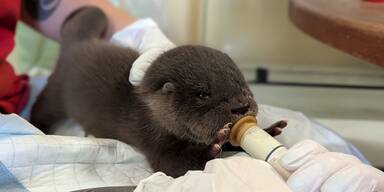 Otterbaby Lilly