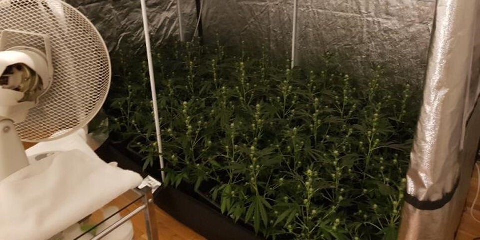 Hanfplantage Meidling
