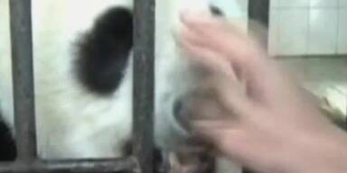 Pandaweibchen flüchtet vor Erdbeben in China