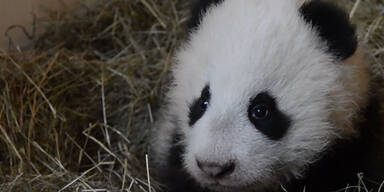 So süß ist das Panda-Baby Fu Bao