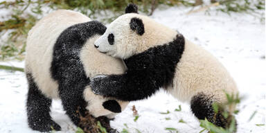 Panda "Fu Bao" liebt den Schnee