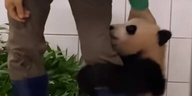 Video von Riesenpanda-Baby wird zum Youtube-Hit