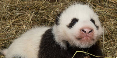 Neues Pandababy hat Augen geöffnet