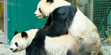 Schönbrunn jubelt über Panda-Sex