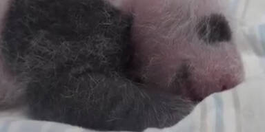 Babypanda ist ein Daumenlutscher