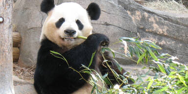 Panda-Dung für teuersten Tee der Welt
