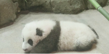 Zoo | Pandababy heißt "Kleines Wunder"