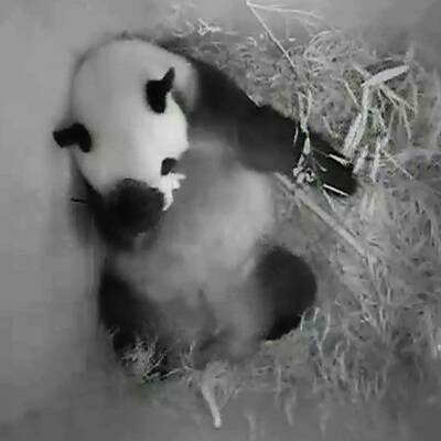 Panda-Baby in Schönbrunn geboren