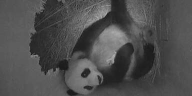 Wiens Panda-Baby hat Riesen-Appetit