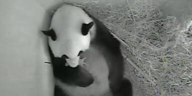 Neues Panda-Baby in Schönbrunn