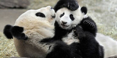 Pandababy feiert "halben" Geburtstag