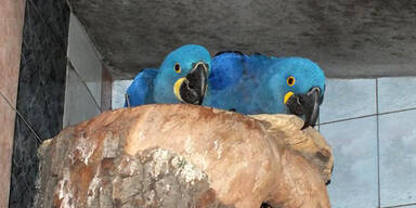 Zollfahndung beschlagnahmte 50 Papageien