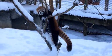 Roter Panda genießt den Schnee!