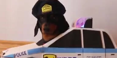 Achtung Hundepolizei!