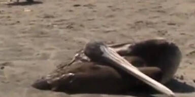 Peru: Killer-Virus tötete über 1200 Pelikane