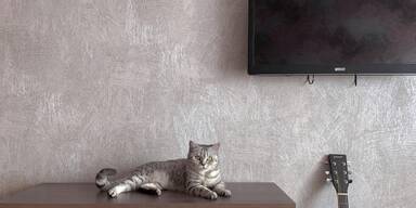 Katze Fernseher