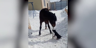 Pferd und Hund spielen im Schnee mit einem Stock