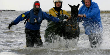 Hundert Pferde aus Hochwasser befreit