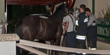 Pferde-Familie hielt Feuerwehr auf Trab
