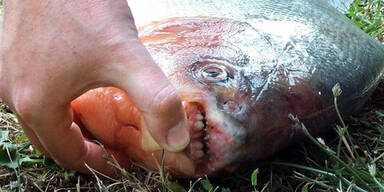 Piranha-Plage in Brasilien