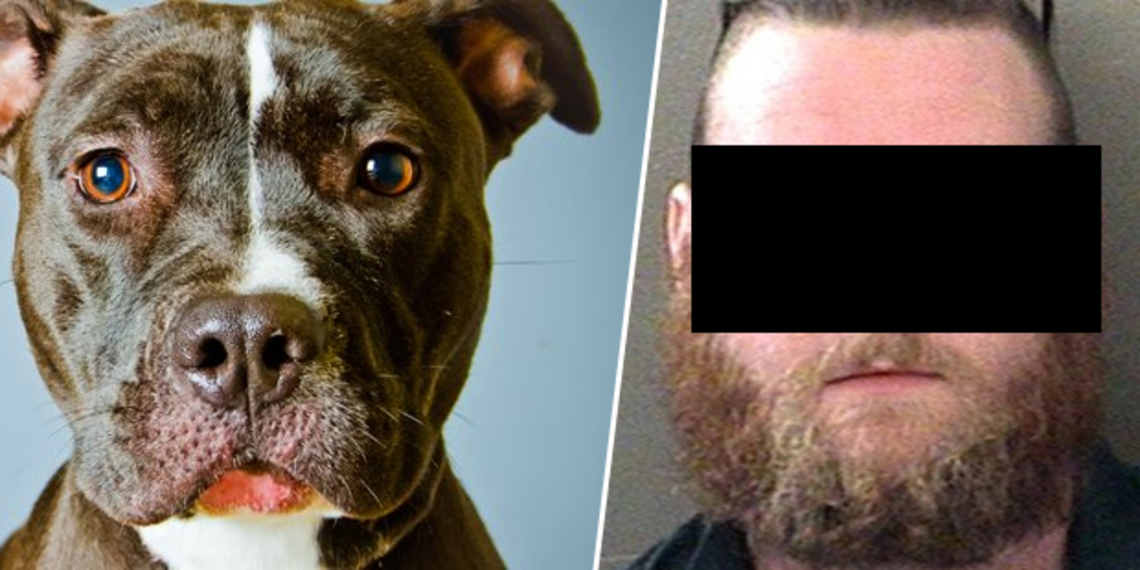 Perverser hatte 100-mal Sex mit seinem Hund - oe24.at