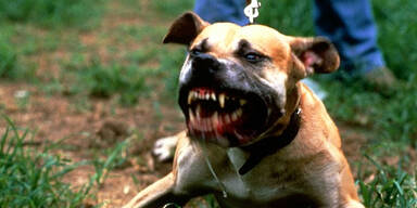 Kampfhund beißt Baby in England tot