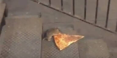 "Pizza-Ratte" wird zum Internet-Hit