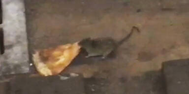 Wieder Pizza-Ratte in New York gesichtet