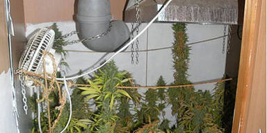 Cannabis-Plantage in Korneuburg