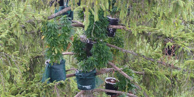 Deutscher züchtet Cannabis in 25 Meter hohen Baumkrone