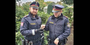 Wiener Polizei rettet Amsel vor Raben-Angriff