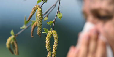 Millionen Pollen in der Luft