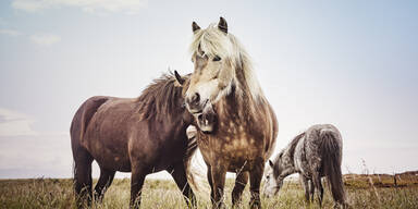 Linz: Tierquäler verletzt Pony