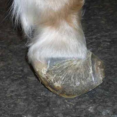 Die brutalen Bilder der gequälten Ponys