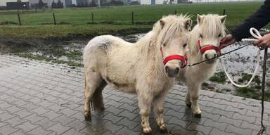 Aufruf: Süße Ponys vor Schlachter retten
