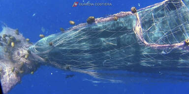 Pottwal im Mittelmeer in Netz gefangen