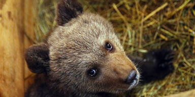 Bärenwaise Puchatka wird Zoo-Bewohnerin