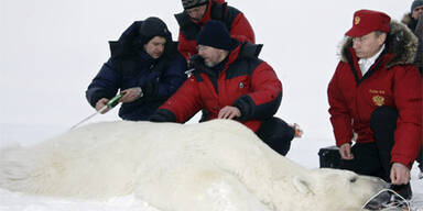 Putin im Eis - aus Liebe zu Eisbären